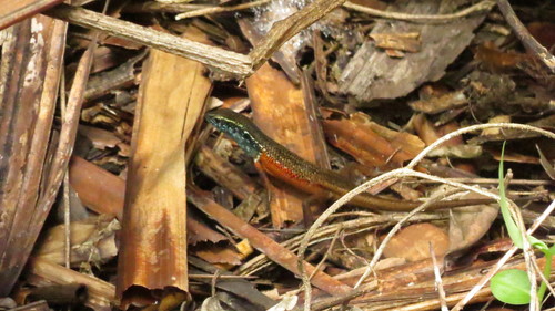 Carlia caesius observed 2013-07-08