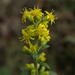Squarrose Goldenrod - Photo (c) Daniel McClosky, some rights reserved (CC BY), uploaded by Daniel McClosky