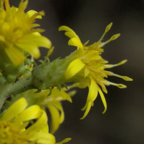 Solidago squarrosa, photograph 6