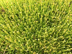 Scleranthus biflorus