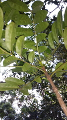 Colea