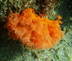 Claudea elegans