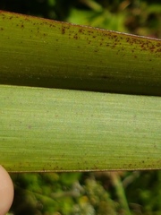Phormium cookianum