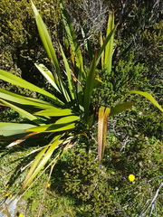 Phormium cookianum