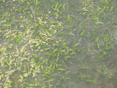 Caulerpa prolifera