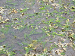Caulerpa prolifera