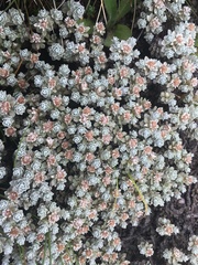 Ewartia nubigena