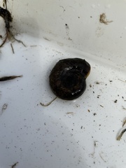 Planorbarius corneus