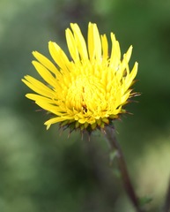 Berkheya carduoides