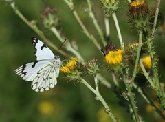 Berkheya carduoides