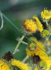 Berkheya carduoides