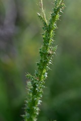 Berkheya carduoides