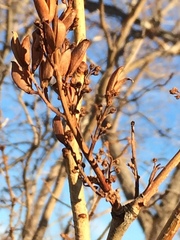 Syringa hyacinthiflora