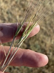 Aegilops triuncialis