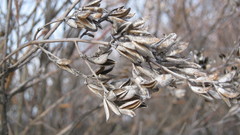 Syringa hyacinthiflora