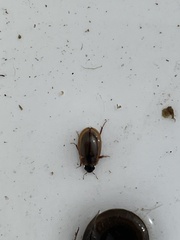 Enochrus melanocephalus