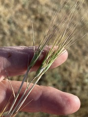 Aegilops triuncialis