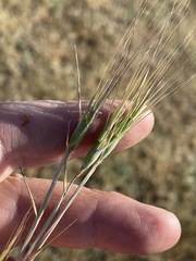 Aegilops triuncialis