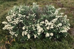 Ozothamnus secundiflorus