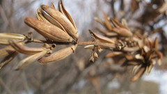 Syringa hyacinthiflora