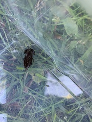 Nepoidea