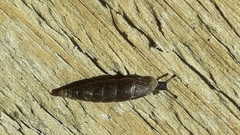 Cochlodina laminata