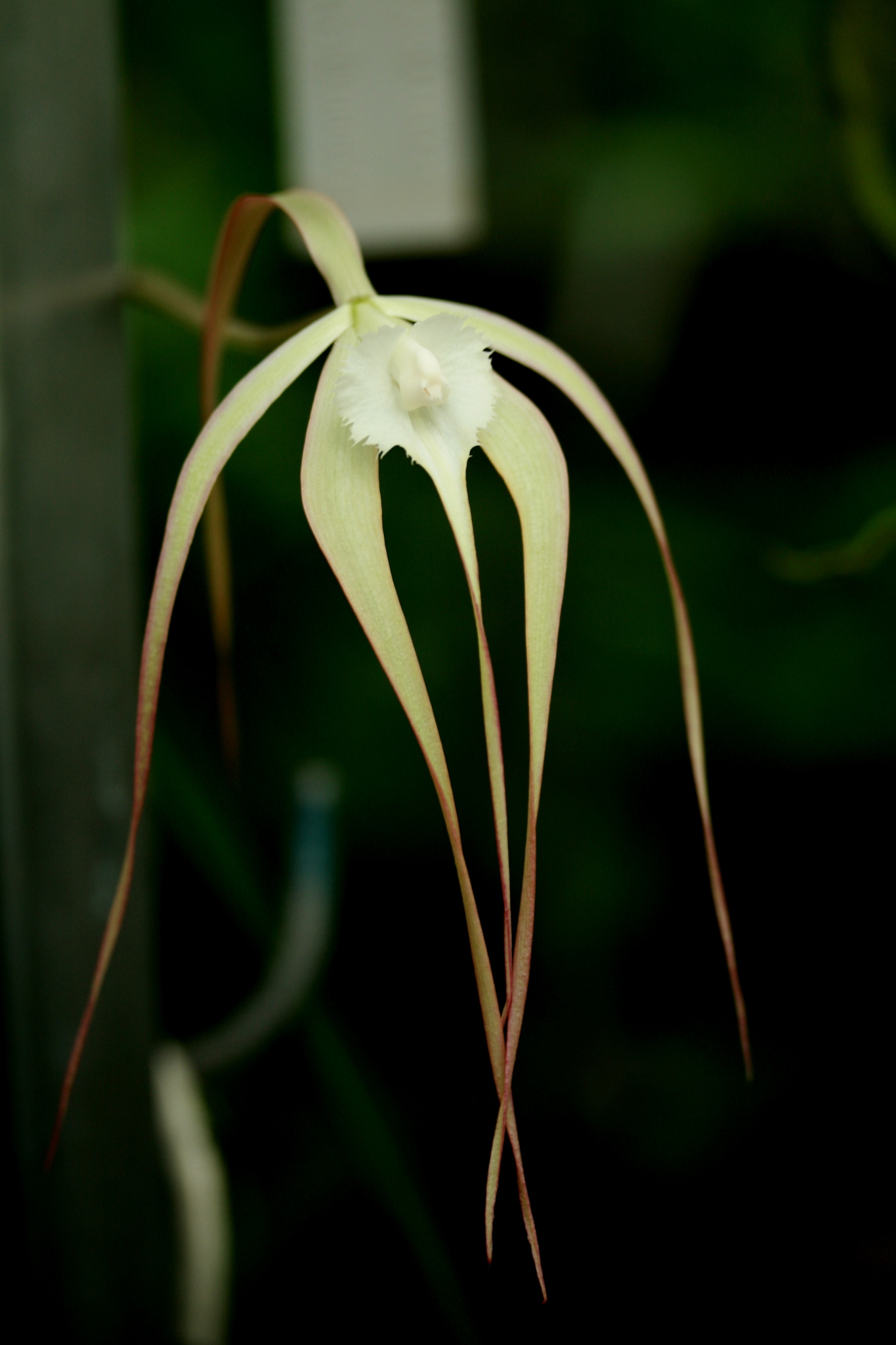 Brassavola cucullata
