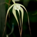 Daddy Longlegs Orchid - Photo (c) dogtooth77, some rights reserved (CC BY-NC-SA)