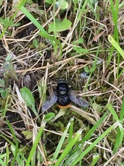 Volucella bombylans