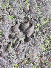 Canis familiaris