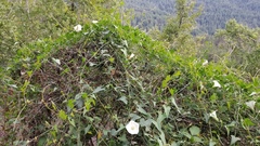 Calystegia purpurata