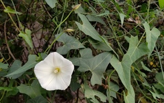 Calystegia purpurata