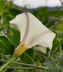 Calystegia purpurata