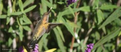 Phaeoptila sordida