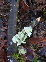 Cetrelia cetrarioides