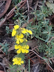Hibbertia fasciculata