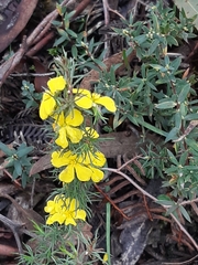 Hibbertia fasciculata