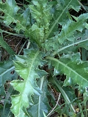 Cirsium acaule