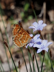 Euphydryas desfontainii