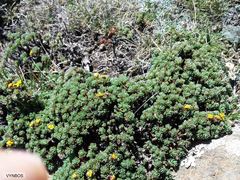 Euryops decumbens