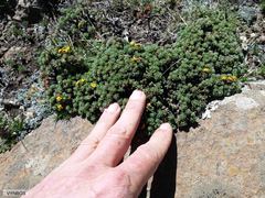 Euryops decumbens