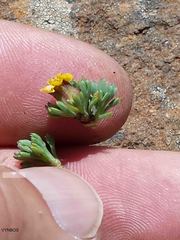 Euryops decumbens