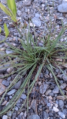 Ixeris tamagawaensis