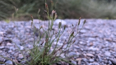 Ixeris tamagawaensis