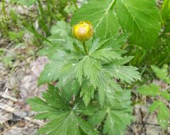 Trollius asiaticus