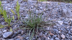 Ixeris tamagawaensis