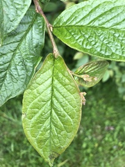 Cotoneaster floccosus
