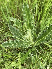 Cirsium acaule