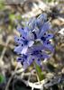Hyacinthoides lingulata - Photo (c) Stefano Doglio, some rights reserved (CC BY-NC), uploaded by Stefano Doglio