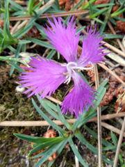 Dianthus hyssopifolius